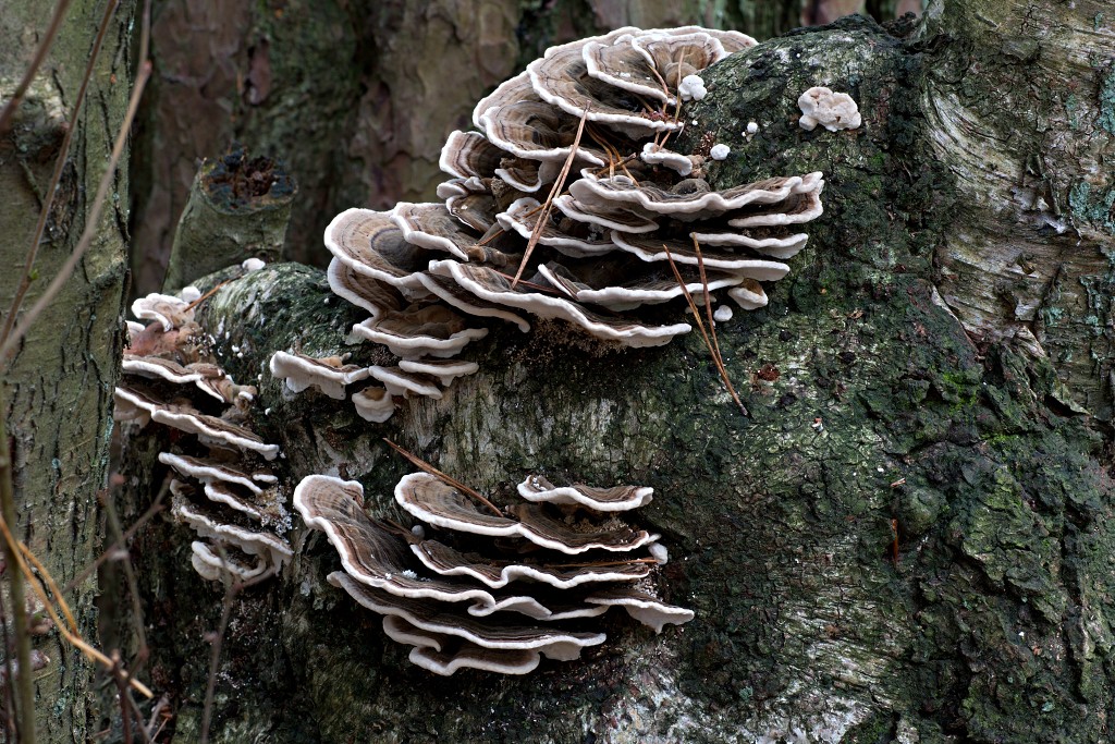 Oisterwijkse Bossen en Vennen Kampina natuurgebied natuur hdr oisterwijk Nationaal park Landschap Het Groene Woud hei heide bossen natuurmonumenten brabant